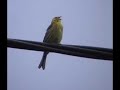 śpiewający ptak - singing bird śpiewający ptak - singing bird