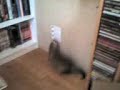 ferret escape