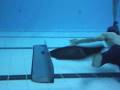 videos de Gus inside flick - Stirling Scotland