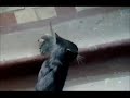 Click here to watch this video Brave Rat vs Cat