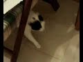 Cat from hell
