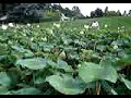 flor de lotus no Jardin des Plantes, no Bois de Vincenne