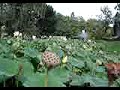 flor de lotus no jardin des plantes no bois de vincenne