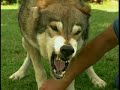 DOG TRAINING IN BEVERLY HILLS DOG TRAINING IN BEVERLY HILLS