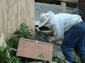 Bee swarm in a new building