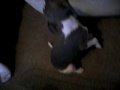 smokey the whippet