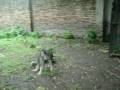 videos de SCHNAUZER GIGANTES SAL Y PIMIENTA PUPPY'S