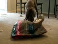 Weimaraner Eukanuba Commercial (should be) Weimaraner Eukanuba Commercial (should be)