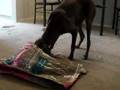 Weimaraner Eukanuba Commercial (should be)