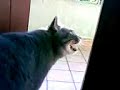 Gatto parlante - Talking Cat