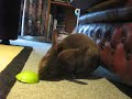 Rosie discovers apples Rosie discovers apples