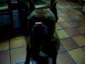 ROTO BOXER ATIGRADO chorizo