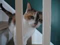 Frankie the Cat