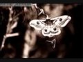 Papillon de nuit