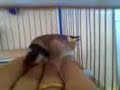 cardellina di nello