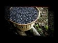 Acai Berry Scams