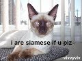 vERY fUNNY cATS 7 vERY fUNNY cATS 7