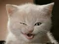 vERY fUNNY cATS 7