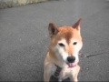 YouTube 動画ポップアップ再生