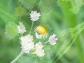 Bugs & Plants Bugs & Plants