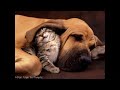 Valentine's Day: The Love of Animals: http://t.co/5YUCW9kx via @youtube