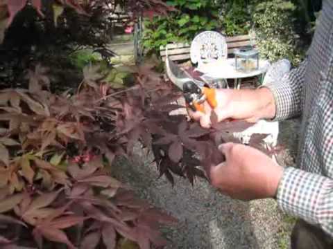 how to prune a japanese maple tree