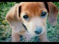 German Breed of dog German Breed of dog