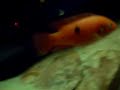 9 labidochromis caeruleus (yellow lab)
4 metriaclima estherae (red zebra)
2 metriaclima lombardoi (kenyi)
4 melanochromis johannii (johannii)
4 melanochromis auratus (auratus)
2 metriaclima greshakei (greshakei)
5 pseudotropheus socolofi (albino) (albino socolofi)
1 aulonocara hueseri (midnight peacock)
2 aulonocara 