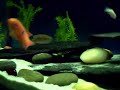 9 labidochromis caeruleus (yellow lab)
4 metriaclima estherae (red zebra)
2 metriaclima lombardoi (kenyi)
4 melanochromis johannii (johannii)
4 melanochromis auratus (auratus)
2 metriaclima greshakei (greshakei)
5 pseudotropheus socolofi (albino) (albino socolofi)
1 aulonocara hueseri (midnight peacock)
2 aulonocara 