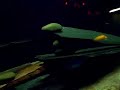 9 labidochromis caeruleus (yellow lab)
4 metriaclima estherae (red zebra)
2 metriaclima lombardoi (kenyi)
4 melanochromis johannii (johannii)
4 melanochromis auratus (auratus)
2 metriaclima greshakei (greshakei)
5 pseudotropheus socolofi (albino) (albino socolofi)
1 aulonocara hueseri (midnight peacock)
2 aulonocara 