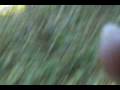 videos de chasing sasquatch II halloween style