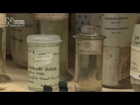 Pickle jars and precious specimens