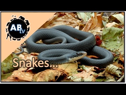 YouTube reptile video