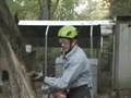 The Arboriculture Office