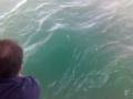 videos de 75cm Kingfish in the port hacking!