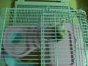 my cute hamster my cute hamster
