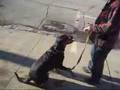 Rottweiler video