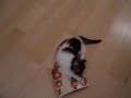 Kitten Mui Mui going thru the tissue box