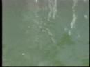manolo guillen 1997 vic  falls bungi jump