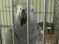 Pellets eten Pellets eten