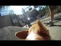 Hiking From A Dog's Perspective