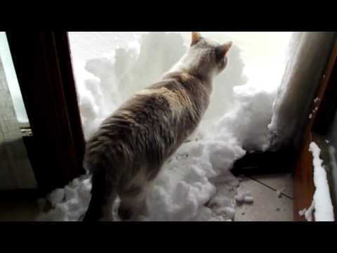 winlip2 - Cute cat digs snow. Comment, LIKE, Share this video everywhere & do SUBSCRIBE to my channel for more. ○ Facebook: http://www.facebook.com/ViralVideoZone Kud:...