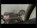 Resident-Mierda-4-3-