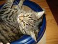 videos de Cat mania