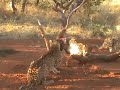 Peter Gibbs' trip to Namibia - Cheetahs at Naua Naua Lodge