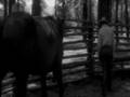 The horse whisperer - Untitled