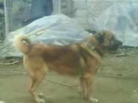 Qeni+i+sharrit+ne+gara