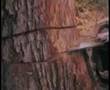 cedar cedar