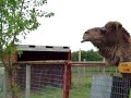 Crazy Camel