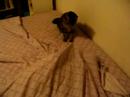 Cat Duel Cat Duel